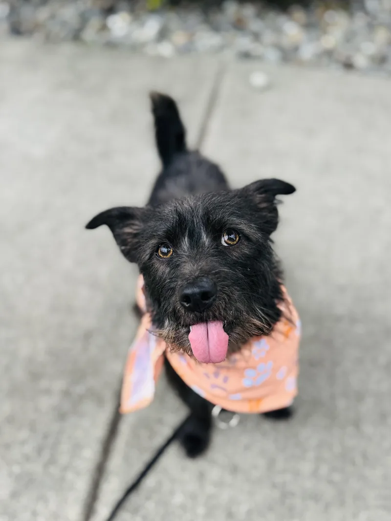 An adult small-sized male Black Cairn Terrier dog named Hooty for adoption in lynnwood , WA