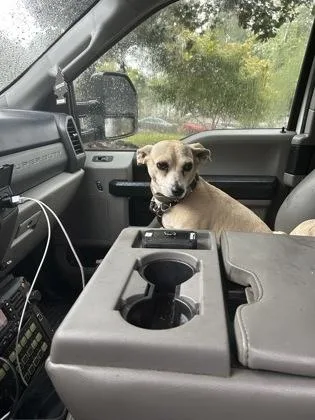 An adult medium-sized female Mixed Breed dog named Siracha for adoption in Atlanta, GA