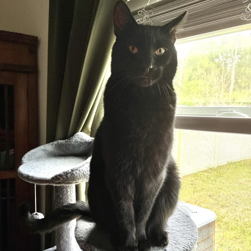 A senior small-sized male Black Domestic Short Hair cat named Blade for adoption in Titusville, FL