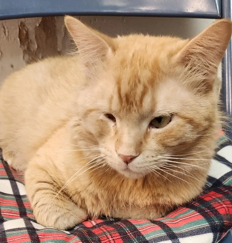 An adult large-sized male Orange / Red Domestic Short Hair cat named Oj for adoption in San Antonio, TX