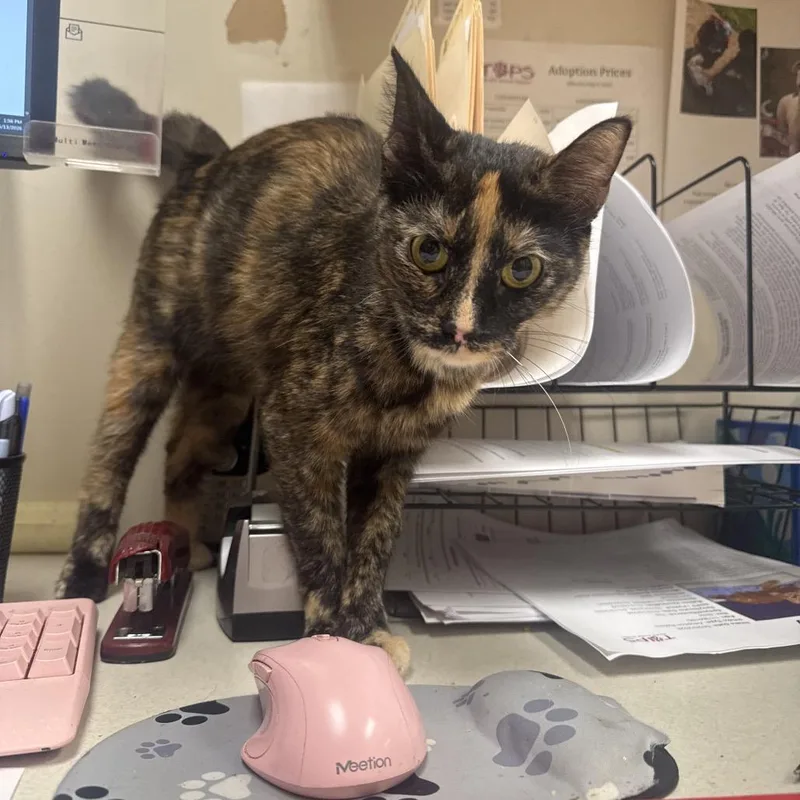An adult medium-sized female Tortoiseshell Domestic Short Hair cat named Jessie for adoption in Pekin, IL