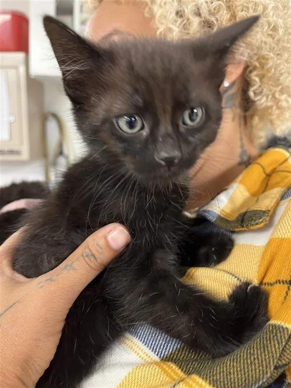 A baby small-sized male Domestic Short Hair cat named Blackberry for adoption in New Kensington, PA