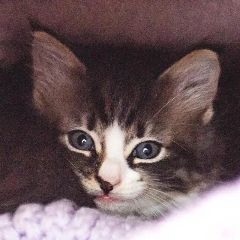 A baby small-sized female Brown / Chocolate Domestic Short Hair cat named Umami for adoption in Middletown, RI