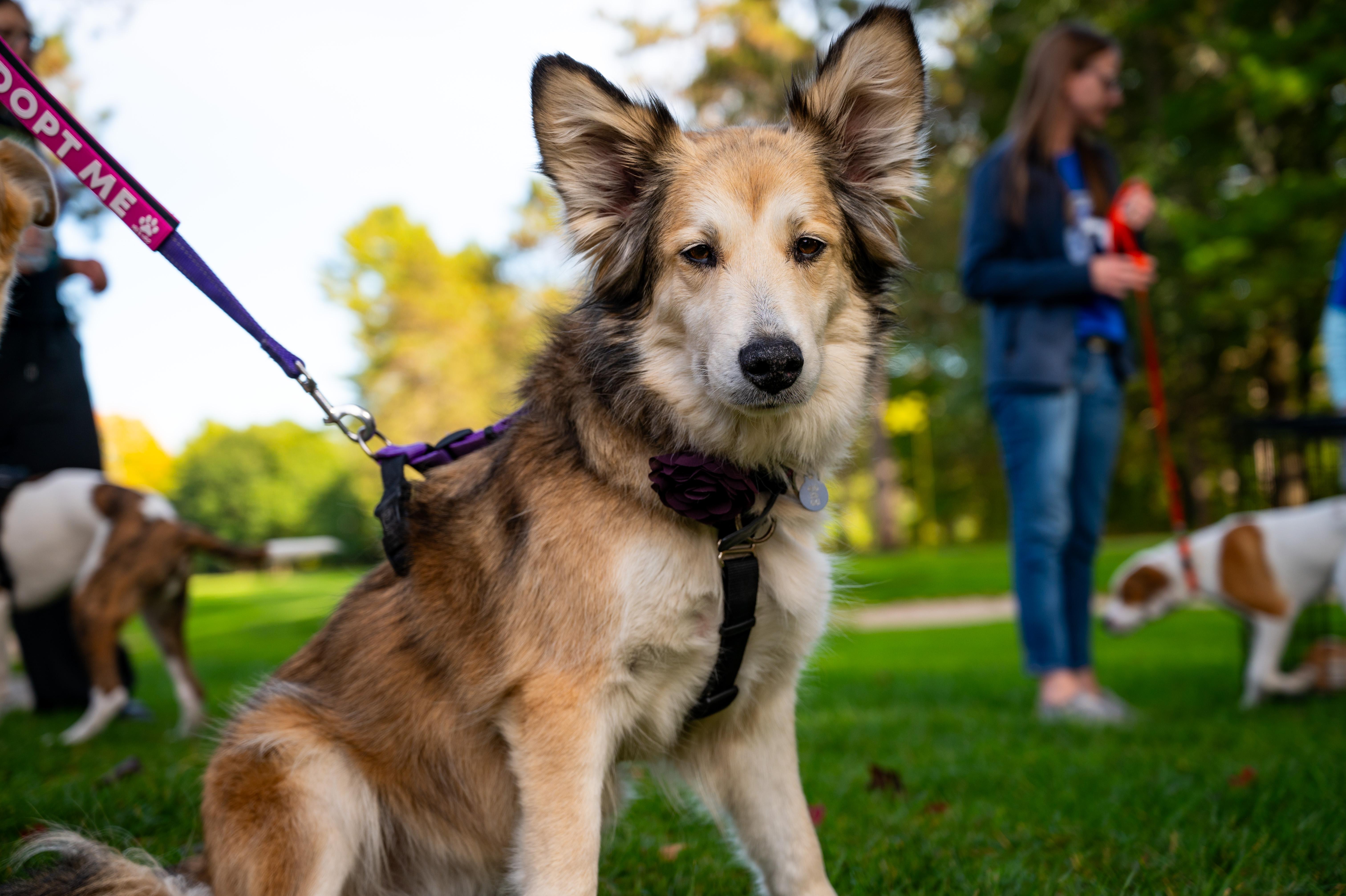 An adult medium-sized female Australian Shepherd dog named Lucy for adoption in Kalkaska, MI