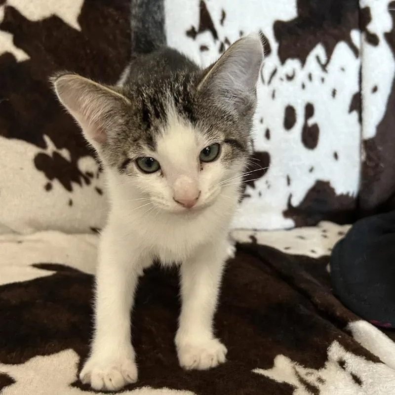 A baby small-sized male Brown / Chocolate Domestic Short Hair cat named Milk Dud for adoption in Buffalo, MN