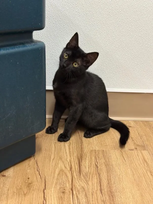 A baby small-sized male Domestic Short Hair cat named Scrump for adoption in Hayward, CA