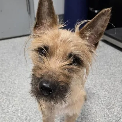 A young small-sized male Brown / Chocolate Cairn Terrier dog named Belmont for adoption in Tinley Park, IL