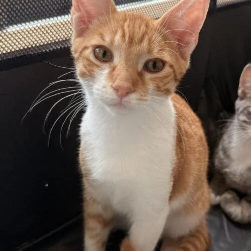 A baby small-sized male Domestic Short Hair cat named Tot for adoption in Tampa, FL