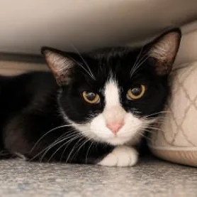 A young medium-sized female Black Domestic Short Hair cat named Olive Garden for adoption in Stafford, VA