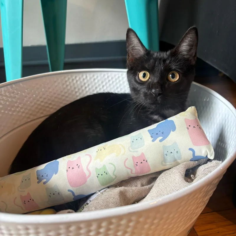 A young small-sized female Domestic Short Hair cat named Beauty for adoption in Stokesdale, NC