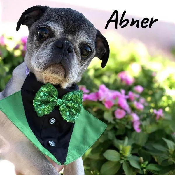 An adult small-sized male Yellow / Tan / Blond / Fawn Pug dog named Abner for adoption in Alvin, TX