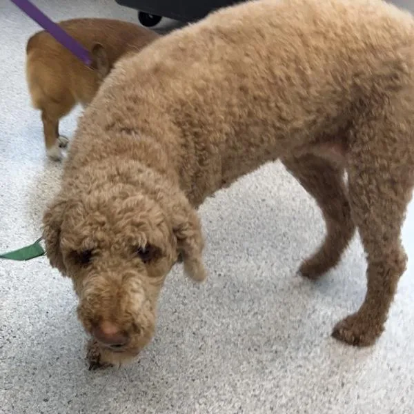 An adult medium-sized female Goldendoodle dog named Jackie for adoption in Des Moines, IA