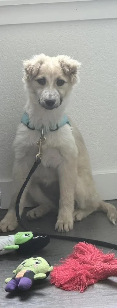 A baby small-sized female Shepherd dog named Sky for adoption in Colorado Springs, CO