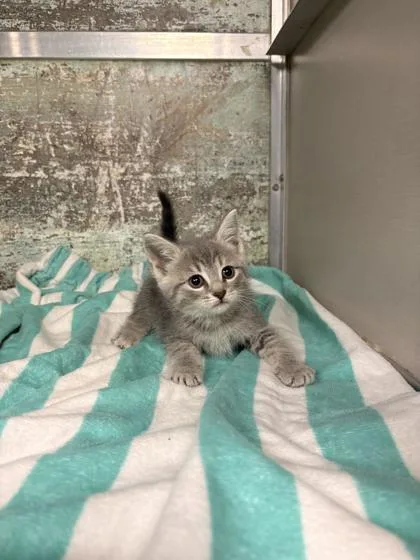 A baby small-sized female Domestic Short Hair cat named Daisy for adoption in Paducah, KY