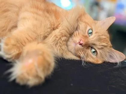Leo