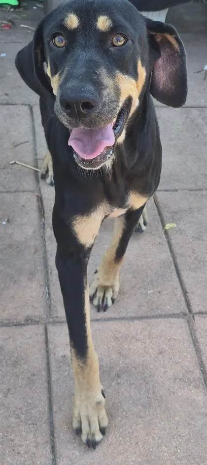 A baby medium-sized female Hound dog named Pepper for adoption in Shreveport, LA
