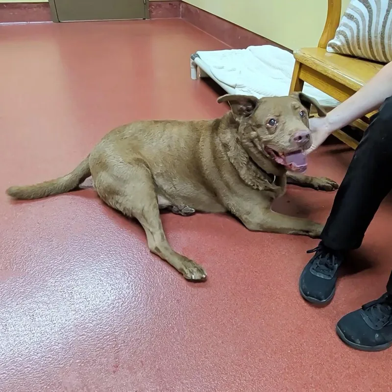 An adult large-sized male Brown / Chocolate Chocolate Labrador Retriever dog named Rusty for adoption in Accident, MD