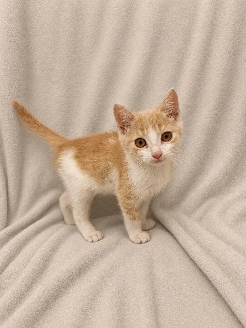 A baby medium-sized male Orange & White Domestic Short Hair cat named Megatron for adoption in Greensboro, NC