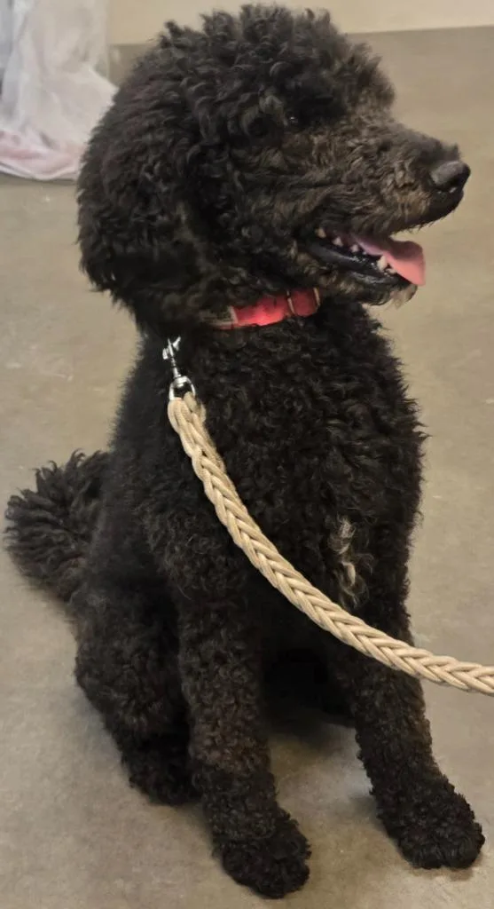 A young large-sized female Poodle dog named Chanel for adoption in Murphysboro, IL