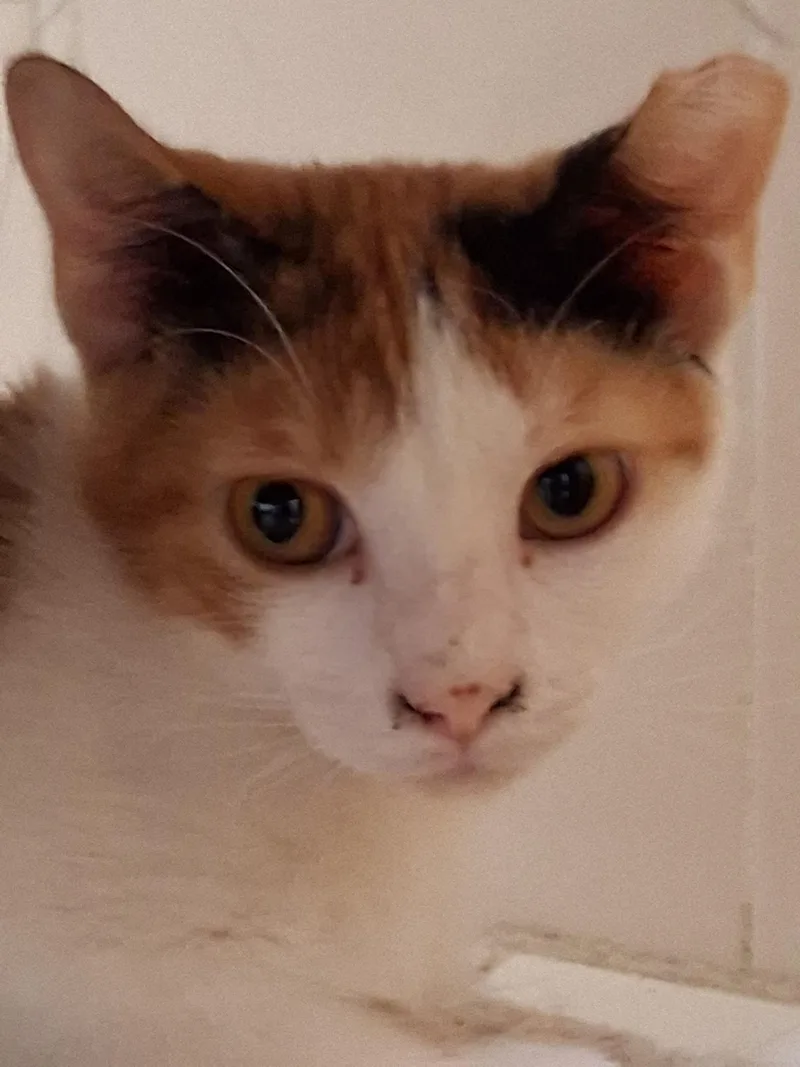 A baby medium-sized female Domestic Short Hair cat named Scrappy for adoption in Oviedo, FL