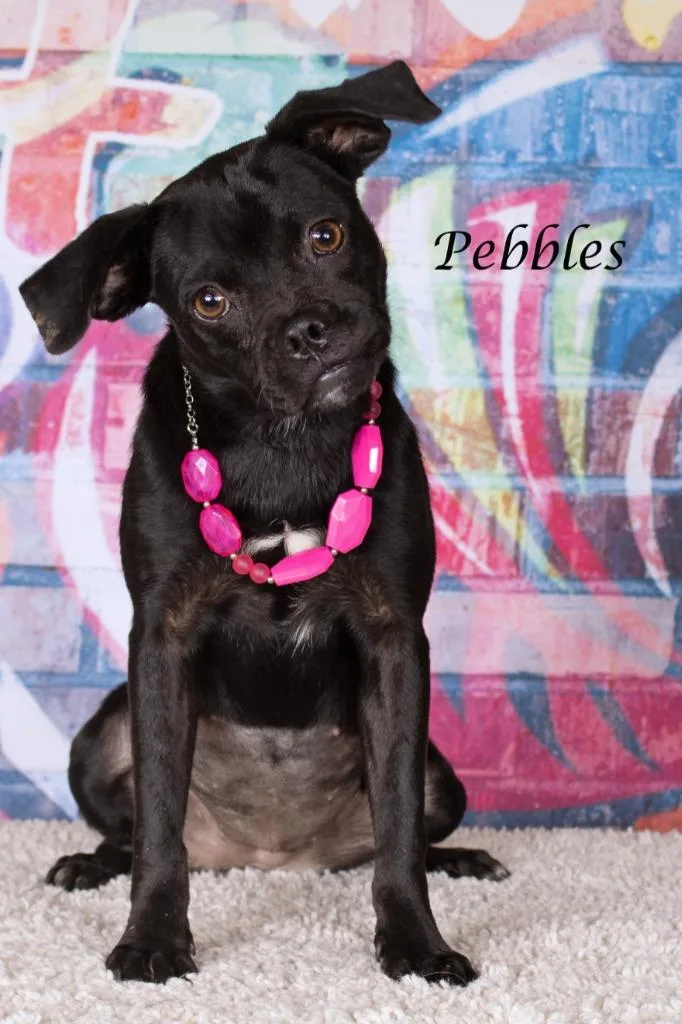 A young small-sized female Pug dog named Pebbles for adoption in Gilbert, AZ