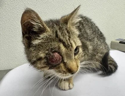 A baby small-sized female Domestic Short Hair cat named Lucy for adoption in West Chester, PA