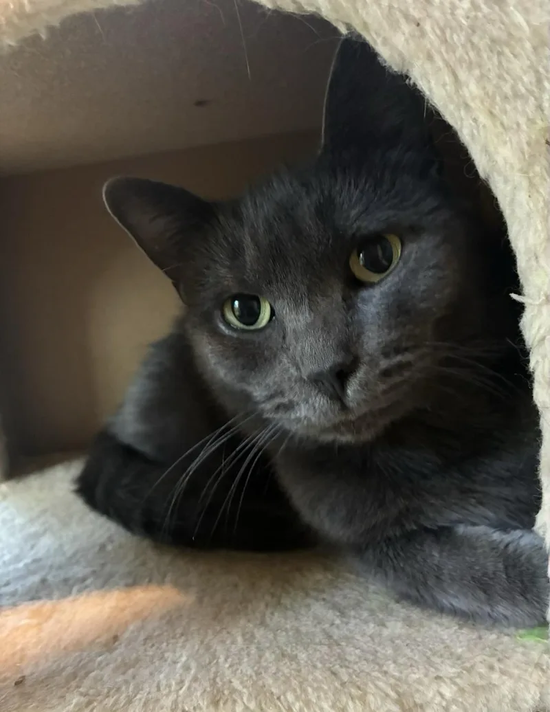 An adult medium-sized female Gray / Blue / Silver Domestic Short Hair cat named Willow for adoption in Howell, MI