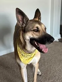 An adult large-sized male Black German Shepherd Dog dog named Bailey for adoption in Round Rock, TX