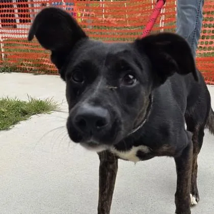 An adult medium-sized female Labrador Retriever dog named Charity for adoption in Voorhees, NJ