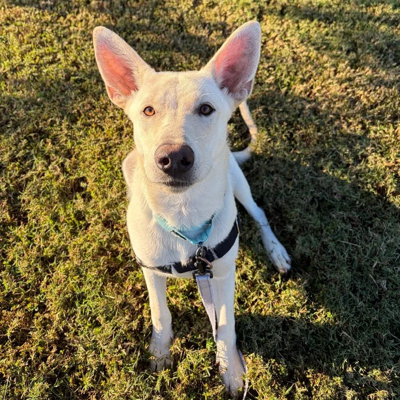A young large-sized male White / Cream Shepherd dog named Vince for adoption in Newark, DE