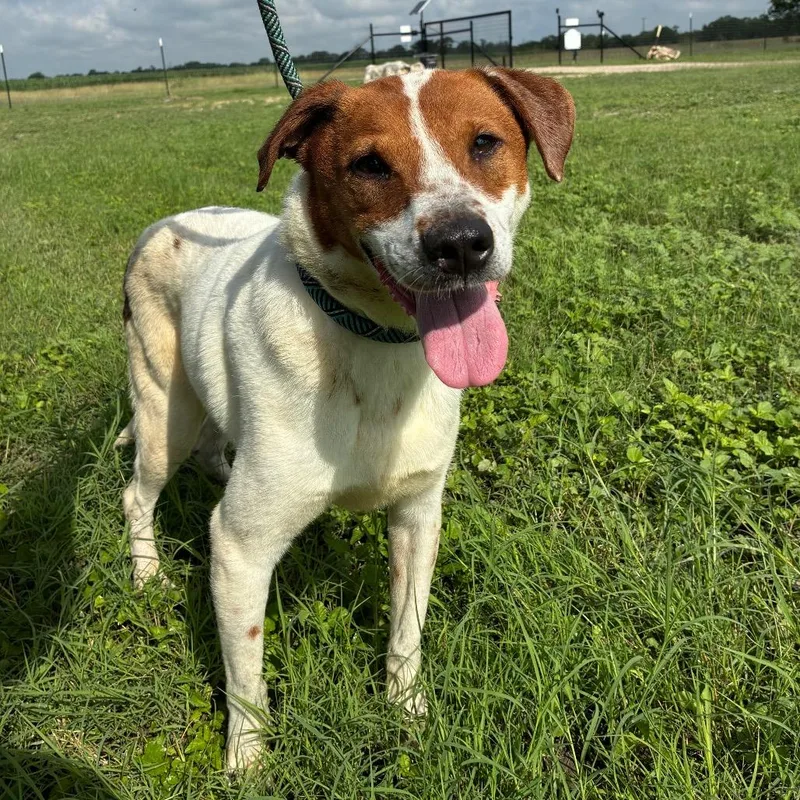 An adult medium-sized male White / Cream Cattle Dog dog named Boomer JuM for adoption in Austin, TX
