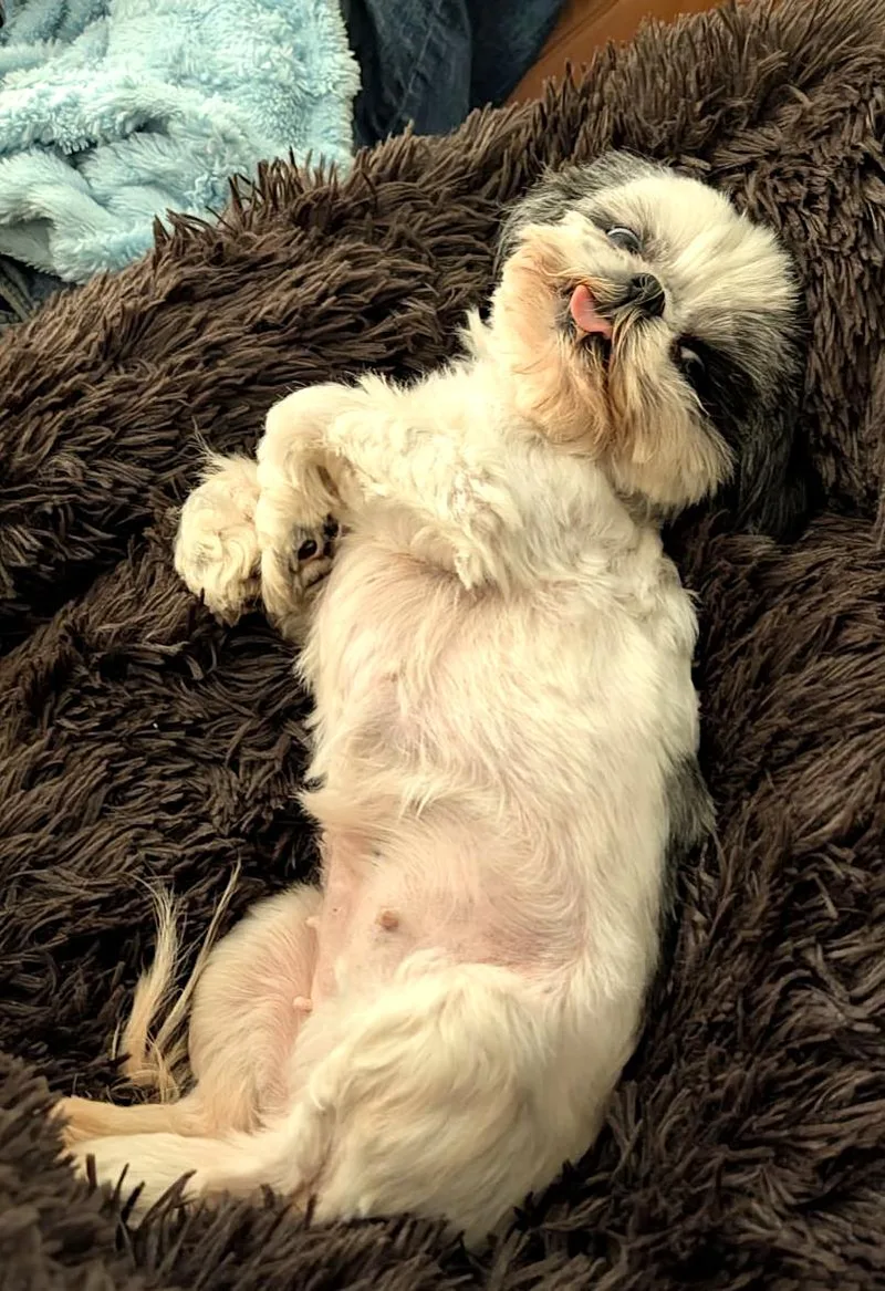 Dolly