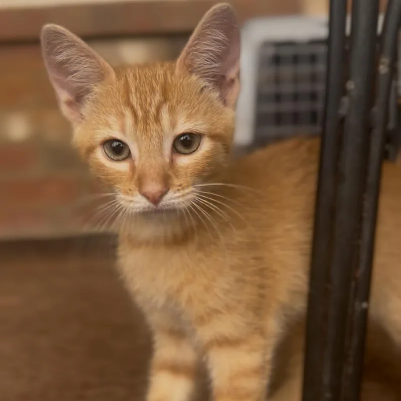 A baby small-sized male Orange / Red Domestic Short Hair cat named George for adoption in Huntsville, AL