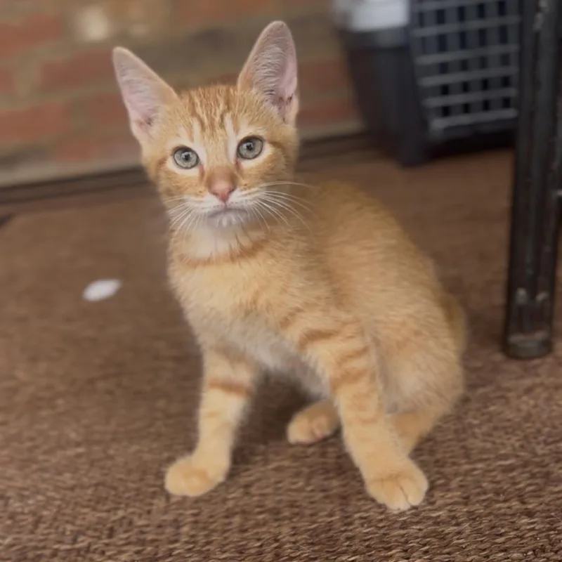 George thumbnail 3