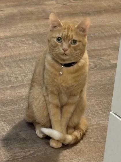 An adult large-sized male Domestic Short Hair cat named Big Sam for adoption in Memphis, TN