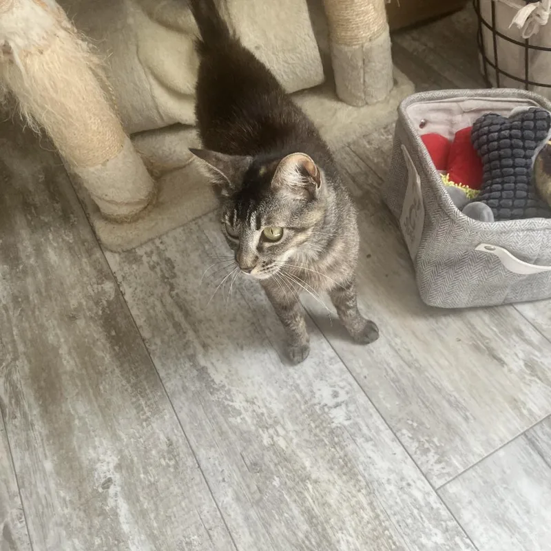 A young medium-sized female Brown / Chocolate Domestic Short Hair cat named Isabella for adoption in Boston, MA