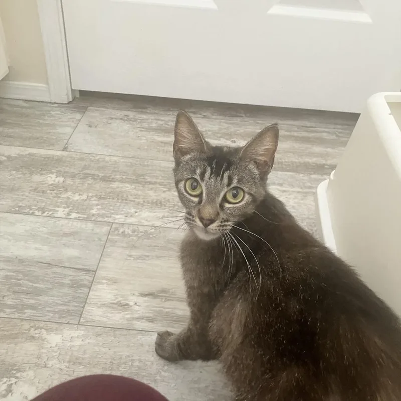 Isabella thumbnail 3