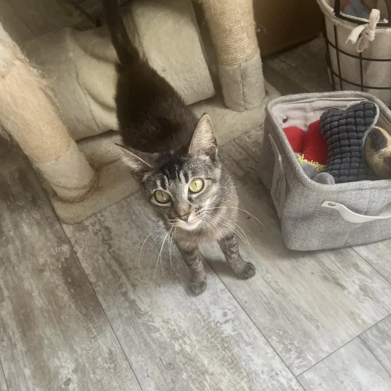 Isabella thumbnail 4