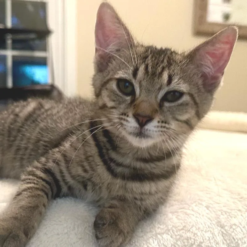 A baby small-sized male Brown / Chocolate Domestic Medium Hair cat named Christian for adoption in Peachtree City, GA