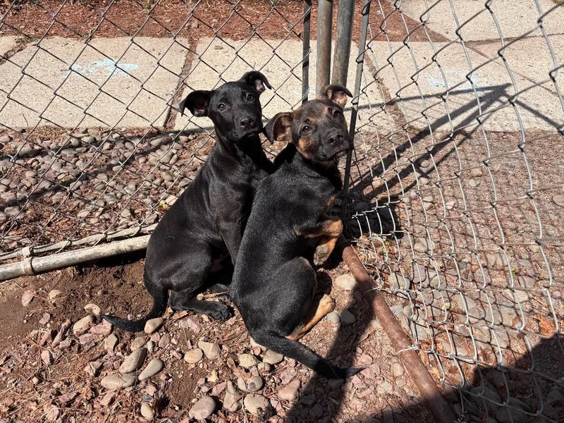 A baby medium-sized male Black Labrador Retriever dog named Cypress for adoption in Port Jervis, NY