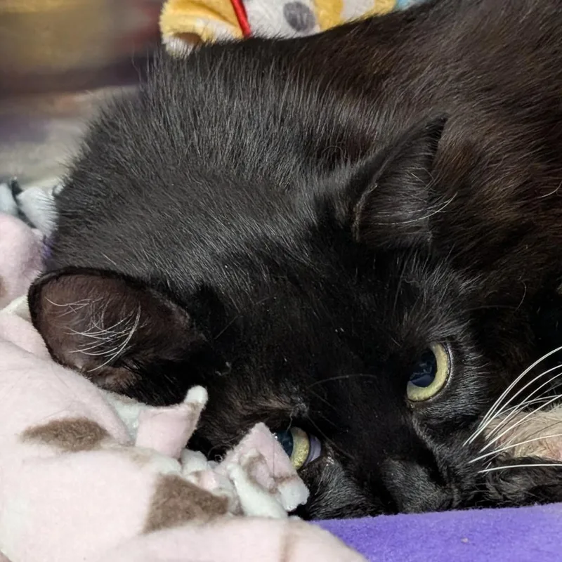 An adult small-sized female Black Domestic Short Hair cat named Name Unknown for adoption in Pasadena, CA