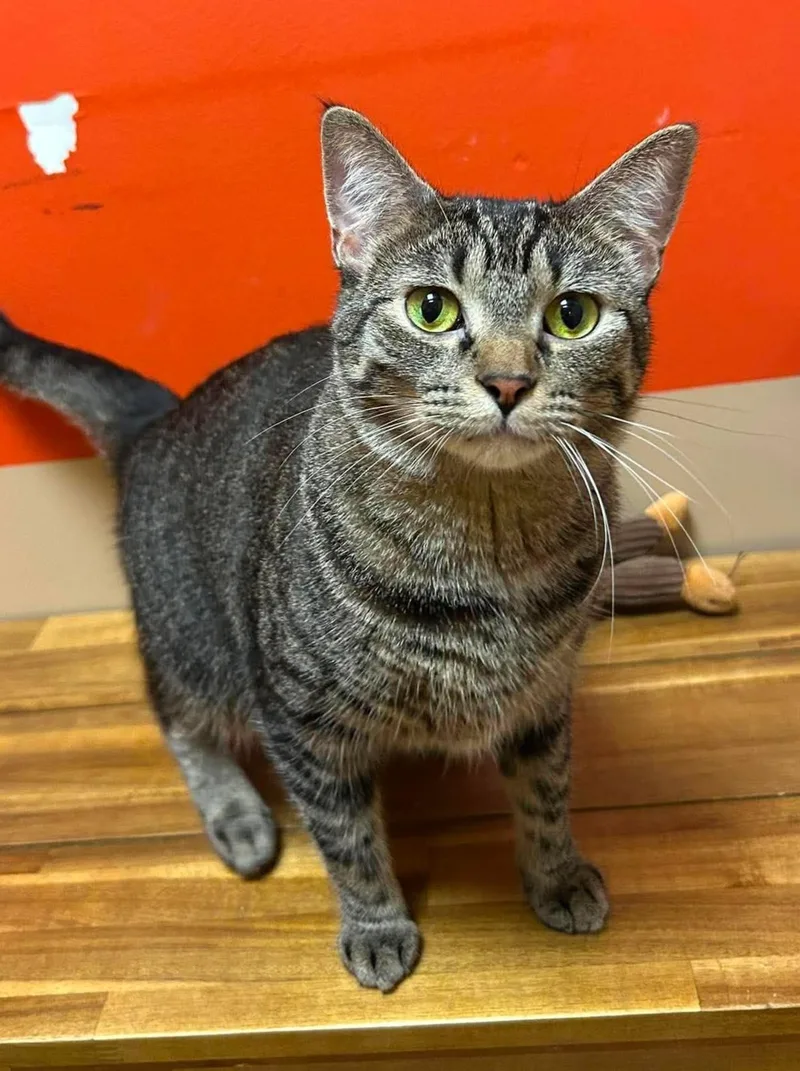 An adult medium-sized female Tabby (Brown / Chocolate) Domestic Short Hair cat named Posie for adoption in Maryville, MO