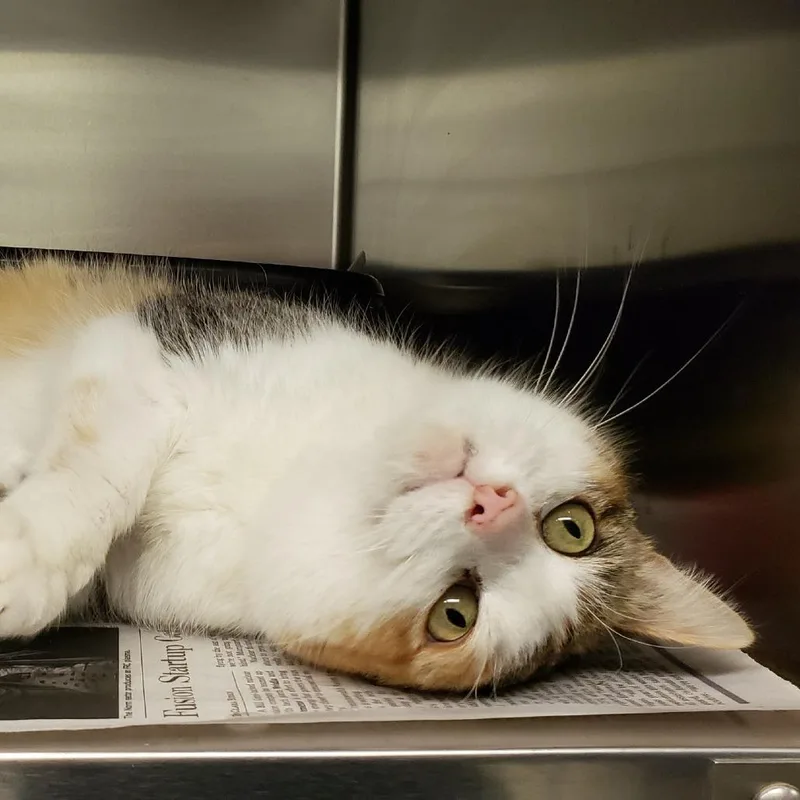 Princess Donut thumbnail 2