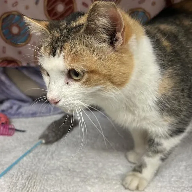 Princess Donut thumbnail 3