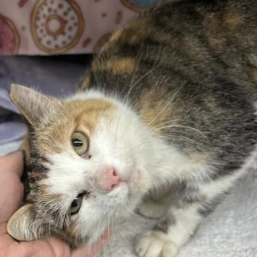 Princess Donut thumbnail 4