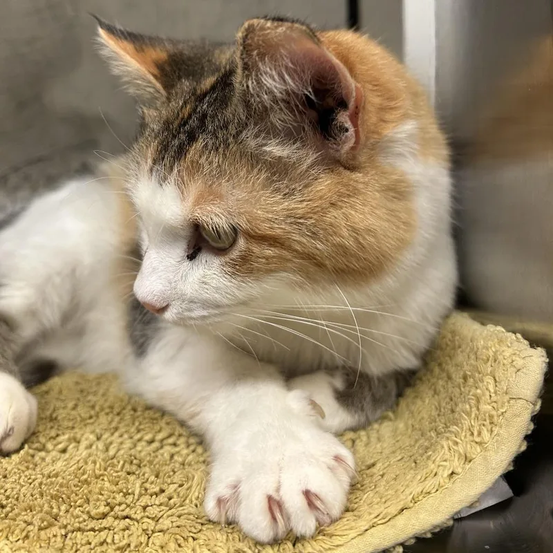 Princess Donut thumbnail 5