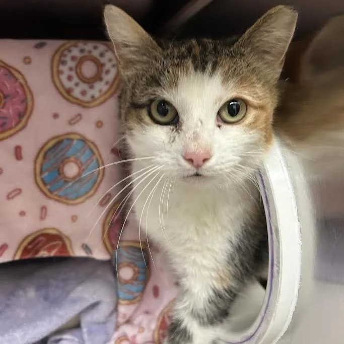 Princess Donut thumbnail 6