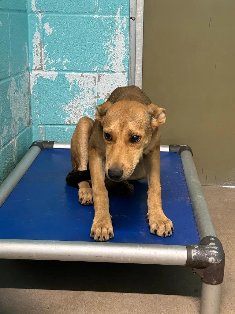 A baby medium-sized female Mixed Breed dog named Karma for adoption in Glen Rose, TX