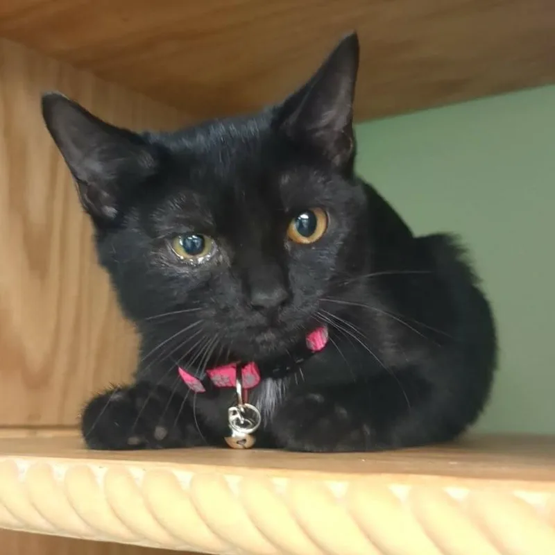 A baby small-sized female Black Domestic Short Hair cat named Saphie for adoption in Shinnston, WV