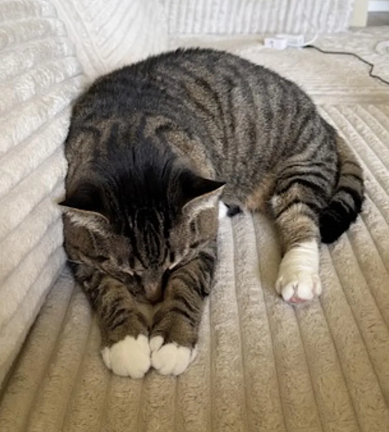 An adult large-sized male Tabby (Brown / Chocolate) Domestic Short Hair cat named Benny for adoption in Amherst, MA